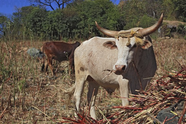South Ethiopia, cow with horns looking for food, Ethiopia, Africa