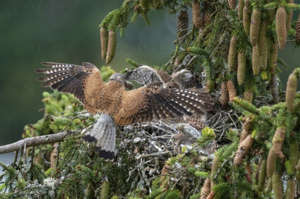 Common kestrel (Falco tinnunculus), male adult bird hands a mouse to a young bird not yet able to