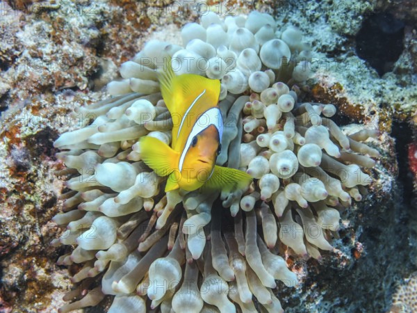 Bubble-tip anemone (Entacmaea quadricolor), red sea clownfish (Amphiprion bicinctus), dive site