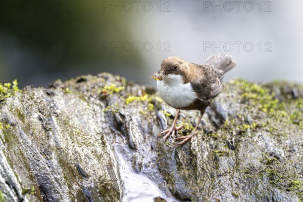 White-throated Dipper (Cinclus cinclus), at a torrent with prey in its beak, Rhineland-Palatinate,