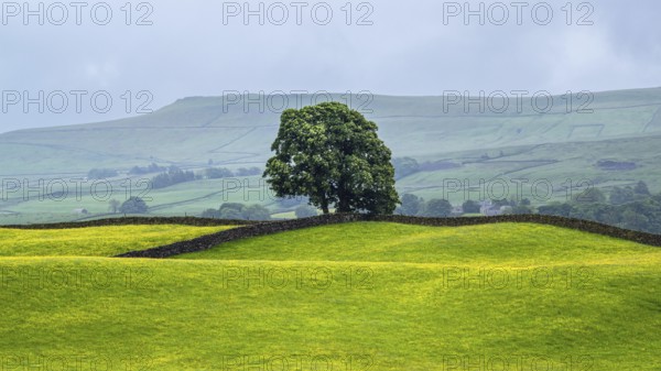 Farms in Yorkshire Dales National Park, North Yorkshire, England, United Kingdom, Europe