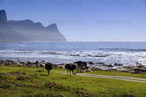 Buffels Bay, Cape of Good Hope, Cape Peninsula, Western Cape, South Africa, Africa