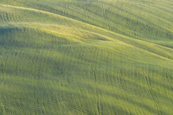 Hilly landscape, Crete Senesi, Province of Siena, Tuscany, Italy, Europe