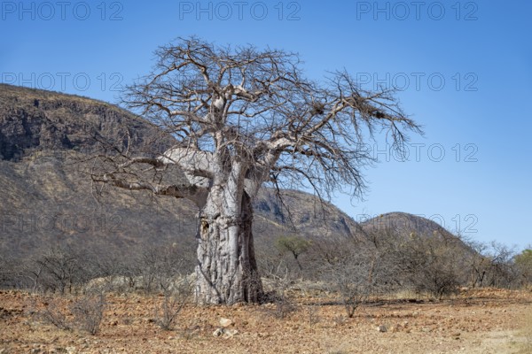 African Baobab (Adansonia digitata), barren dry landscape with hills, Kaokoveld, Kunene, Namibia,