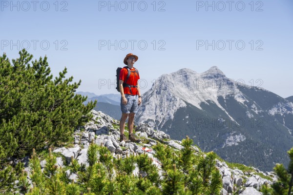 Mountaineer on a hiking trail between mountain pines, behind mountain peak Seekarspitze, ascent to
