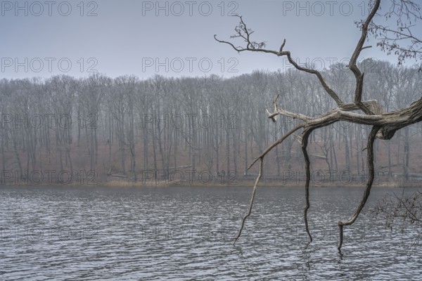 Grey weather, trees, wintry Schlachtensee, Steglitz-Zehlendorf, Berlin, Germany, Europe
