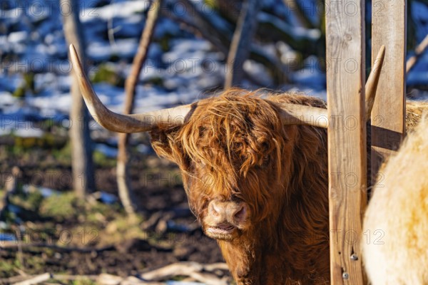 A Highland cow with large horns looks out from behind a wooden fence, Seewald, Black Forest.