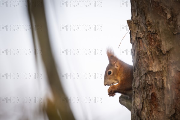 Squirrel (Sciurus vulgaris) sitting on a branch and holding a hazelnut in its paws,