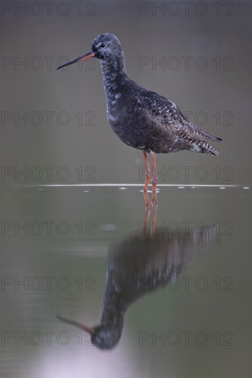 Dark sandpiper (Tringa erythropus) Shallow water zone, mud, breeding plumage, foraging, wader,