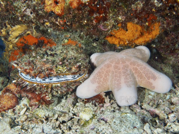 Granulated roller star (Choriaster granulatus) and large variable spiny oyster (Spondylus varius)
