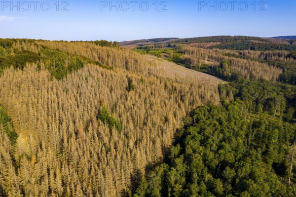 Sauerland, forest dieback, dead spruce trees, caused by the bark beetle, high temperatures, lack of