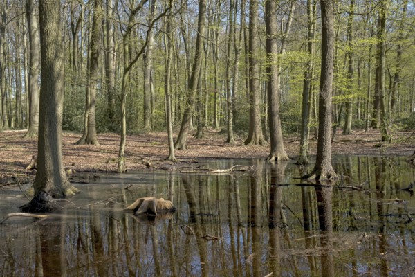 Spring forest with green foliage and a floodplain with tree stumps, Ahaus, Münsterland, North
