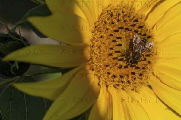 Sunflower with bee, collecting pollen, Germany, Europe