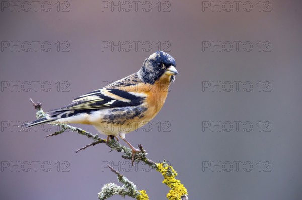 Mountain Finch, Frigilla montifrigilla, songbird, perch, lateral, Bavaria, Bavaria, Federal