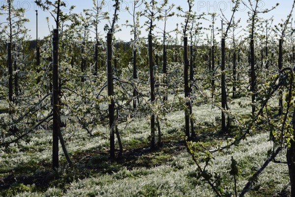 Hamburg, Altes Land, Obstplantage, Frostschutz