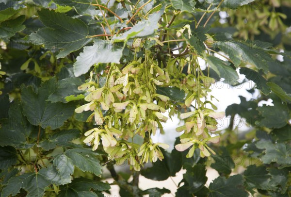 Sycamore seeds and leaves in close up hanging from a tree, acer pseudoplatanus, Suffolk, England,