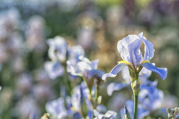 Colorful yellow and blue irises in a botanical garden