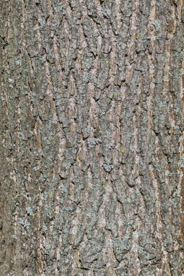 Brown bark texture of pine tree