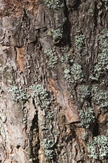 Texture of pine tree bark with lichens
