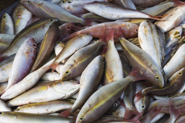 Various types of freshly caught fish on the market