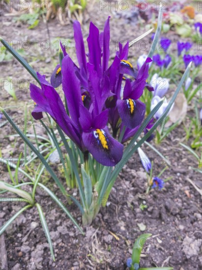 Iris blooming in the botanical garden in spring