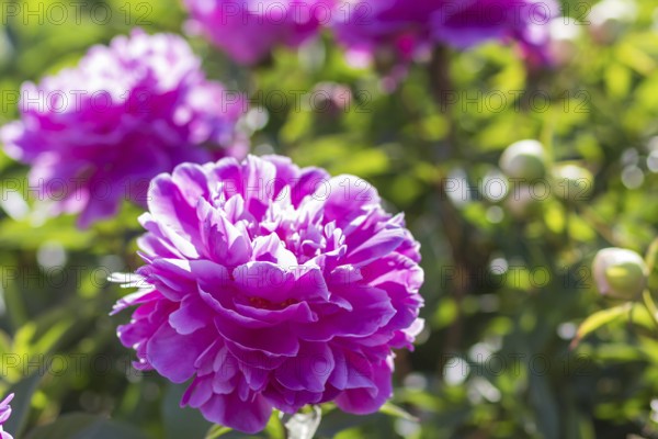 Pink peony flower in a botanical garden