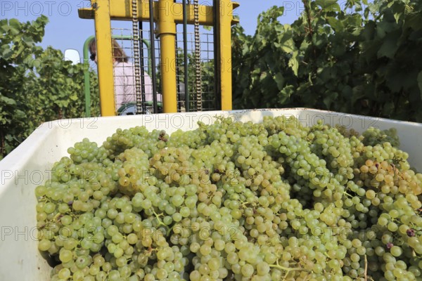 Grape grape harvest: Manual harvest of Chardonnay grapes in a vineyard in the Palatinate