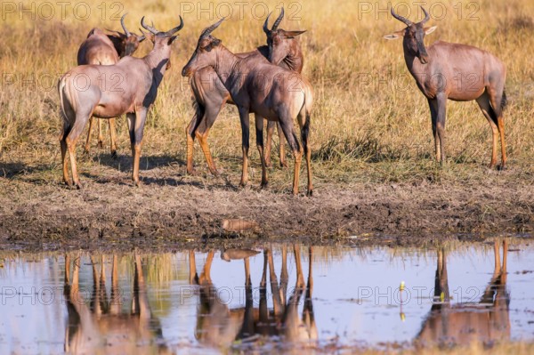 Africa, Botswana, antelope, lyrebird, Botswana, Africa