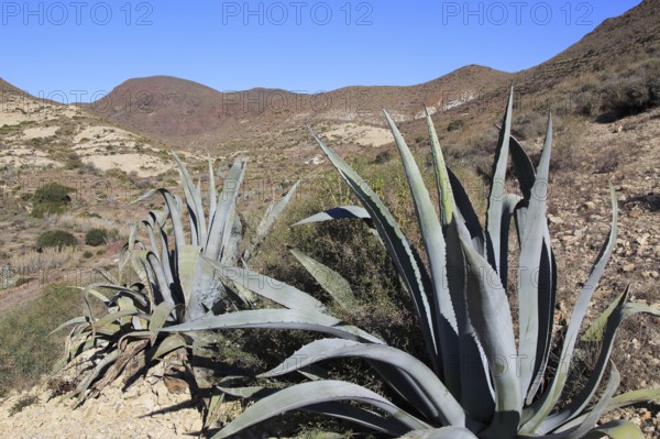 (Agave americana) cactus plant planted in Cabo de Gata natural park, Almeria, Spain, Europe