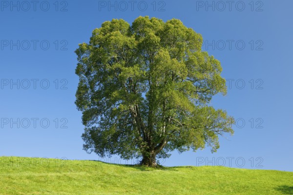 Large lime tree in Oberägeri, Canton Zug, Switzerland, Europe