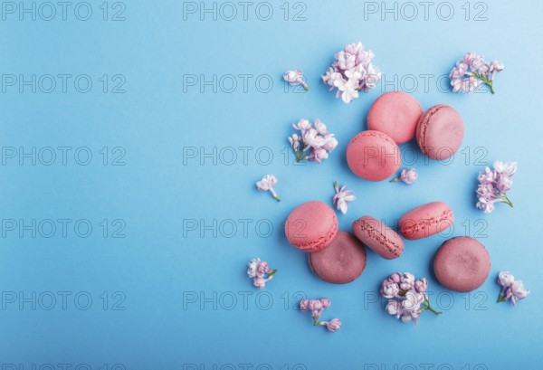 Purple and pink macaron or macaroon cakes with lilac flowers on pastel blue background. Morninig,