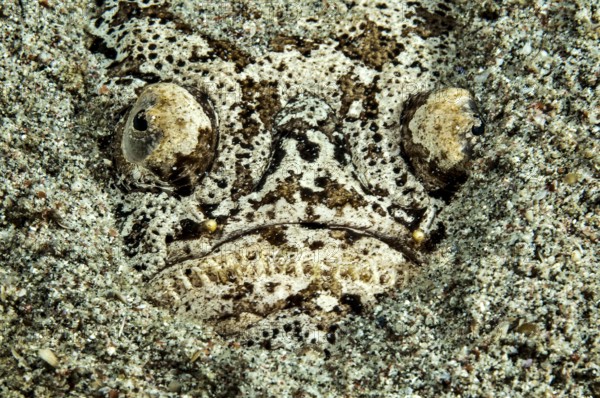 Skygazer (Uranoscopus scaber) lies buried half-buried in sand on the seabed lurking for prey,