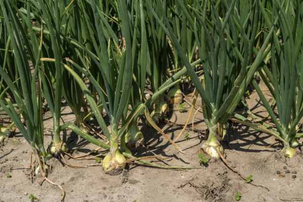 Agriculture, field with onions, Niederkrüchten, North Rhine-Westphalia, Germany, Europe