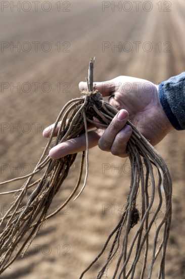 Asparagus farm, asparagus plant, is planted in a field, after a good year the first asparagus grows