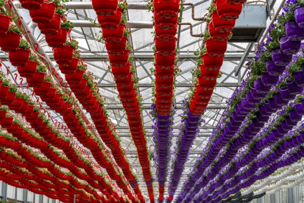 Horticultural business, flower pots, so-called petunia ampel, grow in a greenhouse, under the glass