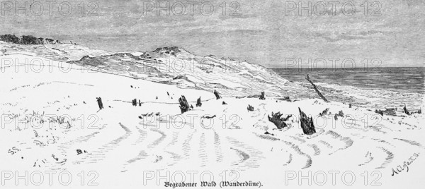 Shifting sand dune, buried forest, Curonian Spit, Curonian Lagoon, Baltic Sea, Lithuania, dune