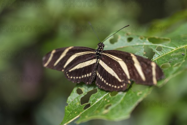 Zebra longwing (Heliconius charithonia), striped butterfly sitting on a leaf, Alajuela province,