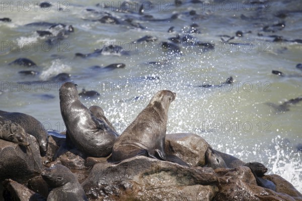 Brown fur seals (Arctocephalus pusillus) sitting on rock in seal colony near Atlantic Ocean at the