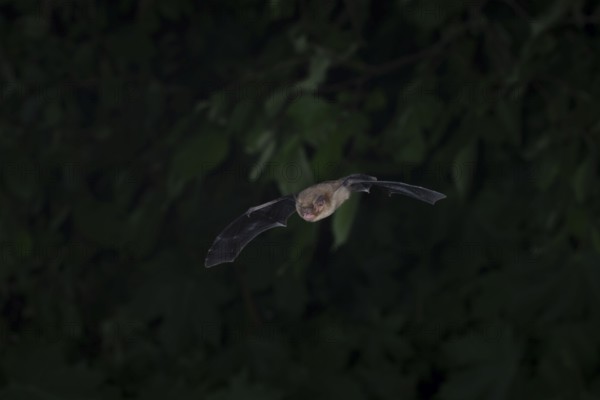 Common pipistrelle (Pipistrellus pipistrellus) hunting insects in front of deciduous forest,