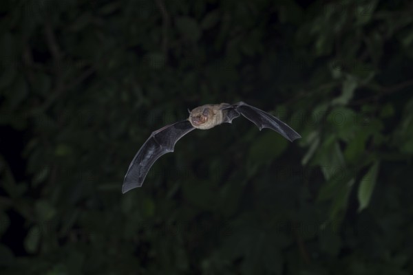 Common pipistrelle (Pipistrellus pipistrellus) hunting insects in front of deciduous forest,
