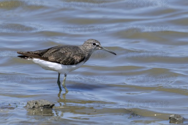 Green sandpiper (Tringa ochropus) foraging for small invertebrates in shallow water along muddy