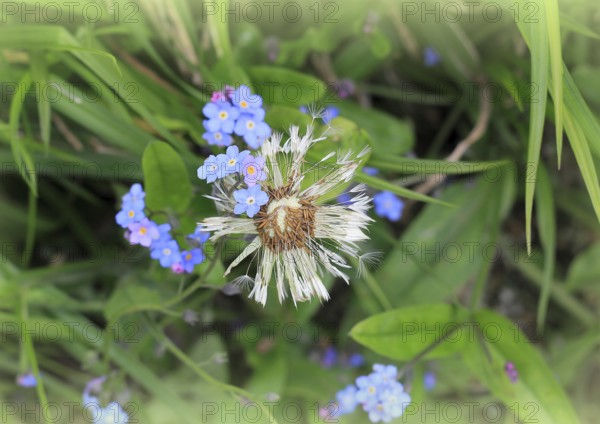 Faded common dandelion (Taraxacum officinale) and forget-me-not (Myosotis sylvatica), North