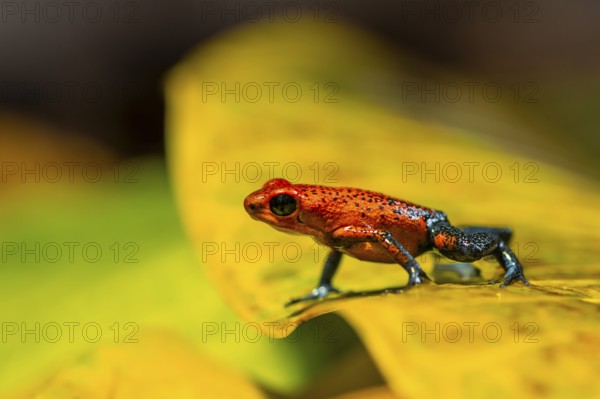 Strawberry poison-dart frog (Oophaga pumilio) sitting on a yellow leaf, Heredia province, Costa