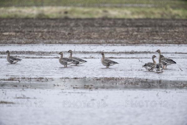Bean Geese (Anser fabalis), Emsland, Lower Saxony, Germany, Europe