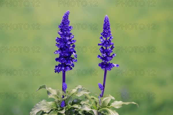 Mealycup sage (Salvia farinacea), flowering, Elllerstadt, Germany, Europe