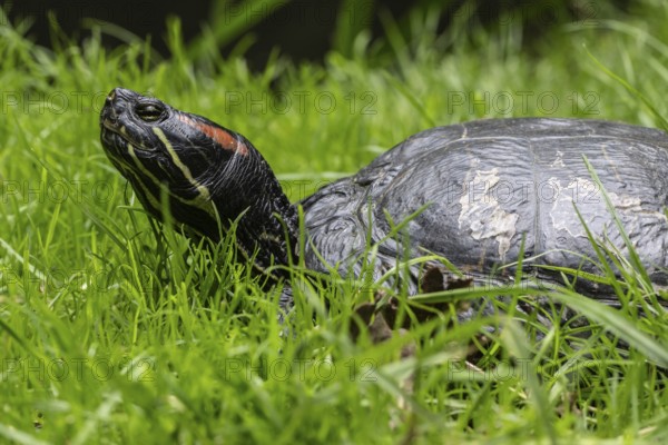 Red-eared slider (Trachemys scripta elegans), Emsland, Lower Saxony, Germany, Europe