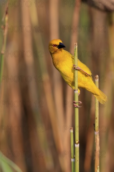 Eastern golden weaver (Ploceus subaureus), adult, male, auto-waiting, alert, preparing nest, Saint