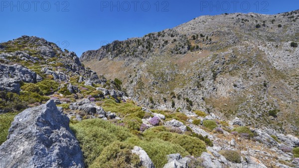 Mountain landscape with rocks and colourful flora under a clear blue sky and natural hiking trail,