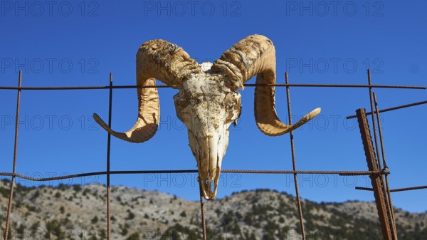 Skull of an animal with large horns hangs on a wire fence in front of a mountain landscape under a