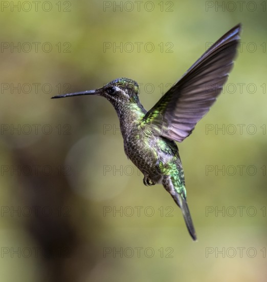 Violet-crowned Brilliant Hummingbird (Eugenes fulgens syn. Eugenes spectabilis), Los Quetzales